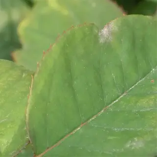 close-up of rose leaves with powdery mildew, showing whitish-gray fungal growth