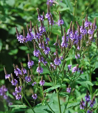 close-up of rose verbena native wildflowers with purple blooms among green foliage