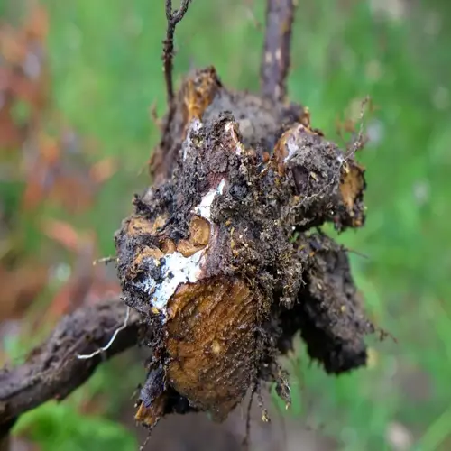 close-up of rotting plant roots covered in wet soil, showing decaying texture with white fungal growth and orange discoloration against blurred green foliage background