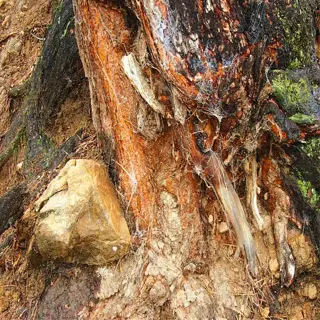 close-up of rotting plant roots showing decay