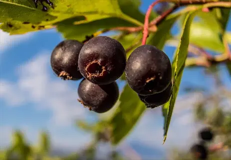 close-up of saskatoon serviceberry fruits growing on a plant with green leaves under blue sky