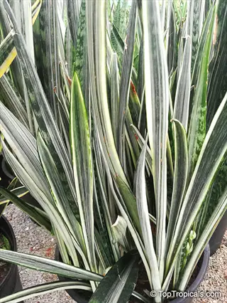 close-up of sayuri snake plant showing green-and-white variegated leaves
