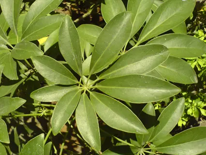close-up of schefflera arboricola leaves with glossy green leaflets in sunlight