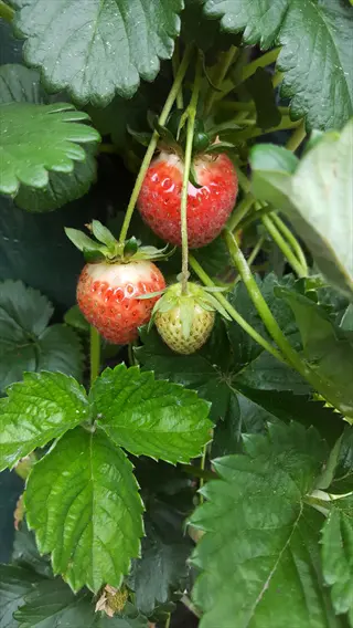 close-up of seascape strawberry plant with ripe red berries and unripe green fruit on lush green foliage