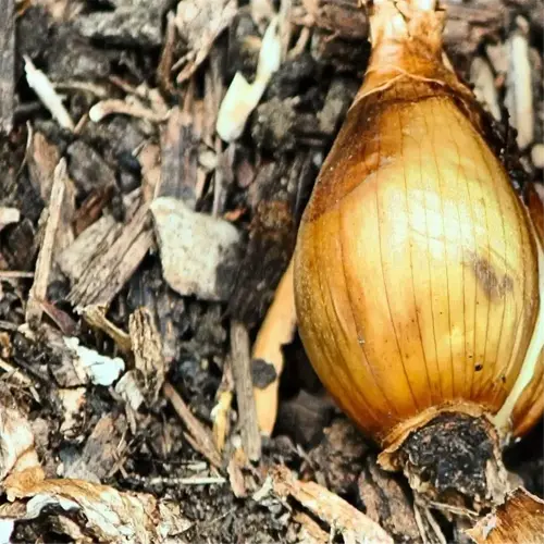 close-up of shallot bulbs nestled in garden soil, showcasing their intricate textures and earthy tones