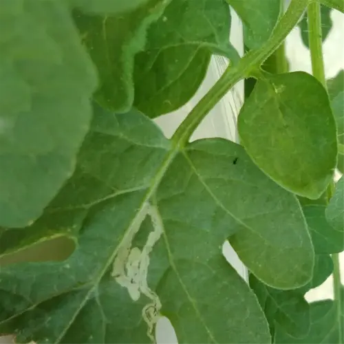 close-up of sick tomato plant leaves with visible damage and discoloration