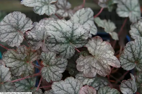 close-up of silver heuchera leaves with prominent veining and subtle sheen