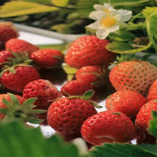 close-up of small strawberries on the plant with green leaves