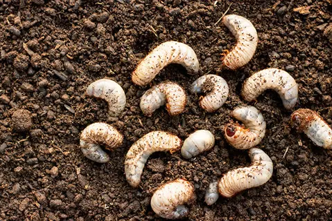 close-up of soil with multiple white larvae (mosquito bits soil biological treatment) for pest control, showing segmented grubs on dark earthy background