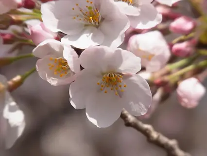 close-up of somei yoshino cherry tree blossoms with pink-tinged petals and yellow stamens