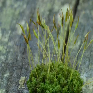 close-up of sphagnum moss growing on a wooden surface