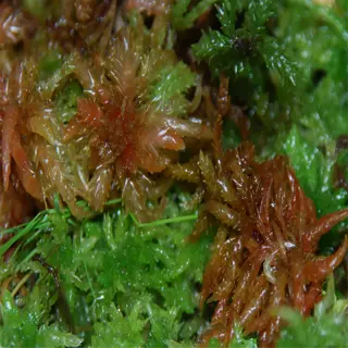 close-up of sphagnum moss with reddish and green hues