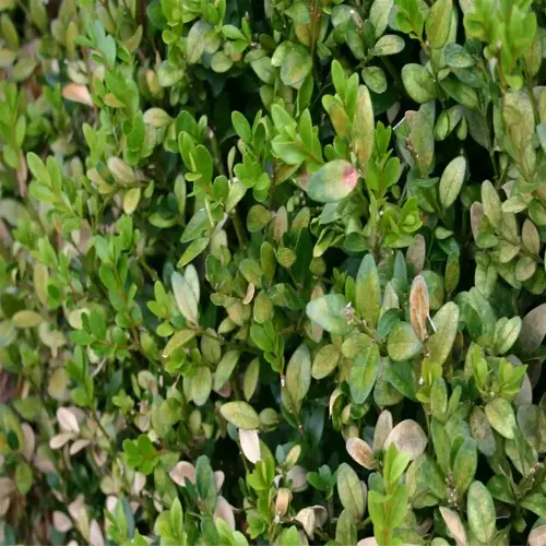 close-up of spider mite damaged leaves on a bush