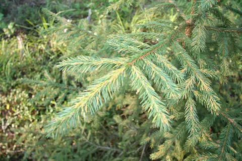 close-up of spruce spider mite needles on a coniferous tree branch in a forest