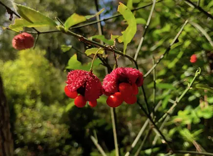 close-up of strawberry bush euonymus (euonymus americanus) fruits and leaves on a branch in a forest