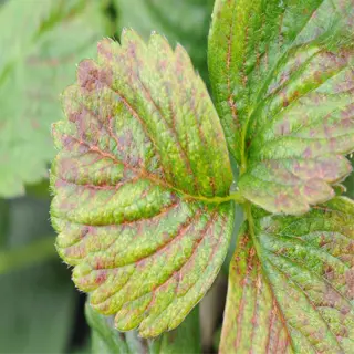 close-up of strawberry leaves showing spider mite damage