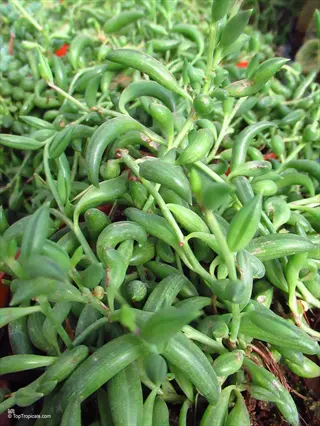 close-up of string of tears succulent (senecio herreianus) with teardrop-shaped green leaves on trailing stems