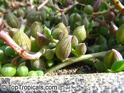close-up of string of watermelons succulent leaves with green and purple stripes growing in soil