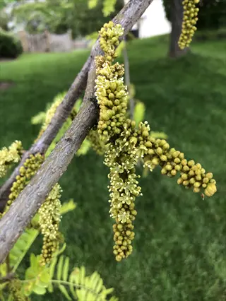 close-up of sunburst honey locust flower clusters growing along a branch