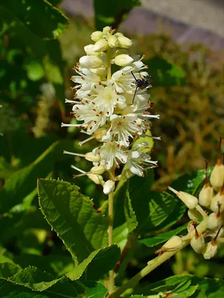 close-up of sweet pepperbush flowers with white petals and brown stamens, surrounded by green leaves
