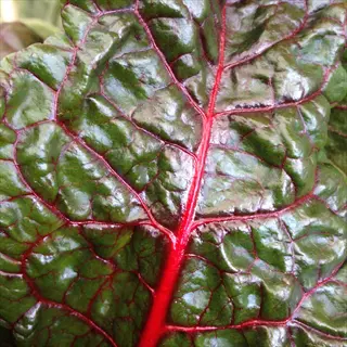 close-up of textured beet leaves with prominent red veins and glossy surface