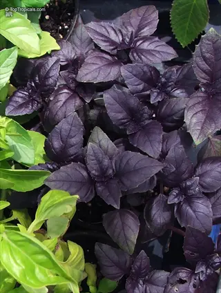 close-up of thai basil with vibrant purple stems and dark purple leaves growing alongside green basil varieties