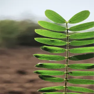 close-up of thin plant stems with small green leaves