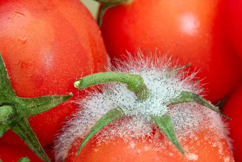 close-up of tomatoes infected with white mold (late blight), showing fluffy white fungal growth around stems