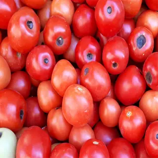 close-up of tomatoes with blossom end rot, showing dark, sunken spots on the fruits