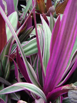 close-up of tradescantia zebrina burgundy plant with purple-green striped foliage