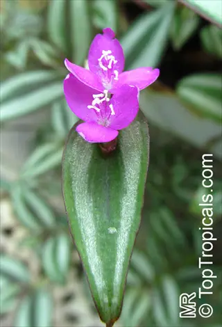 close-up of tradescantia zebrina ground cover plant with purple flowers and green-silver striped leaves