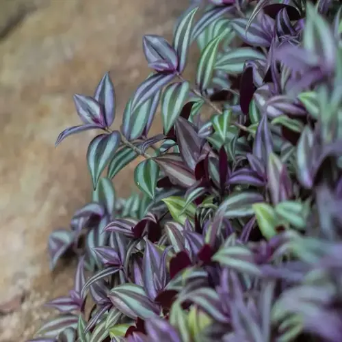 close-up of tradescantia zebrina purple leaves with green stripes on blurred background