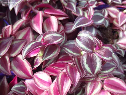 close-up of tradescantia zebrina purpusii leaves showing distinctive purple-green striped foliage