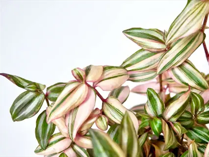 close-up of tradescantia zebrina quadricolor leaves with distinctive green and pink vertical stripes