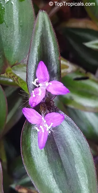 close-up of tradescantia zebrina silver purple plant with purple flowers and striped green leaves