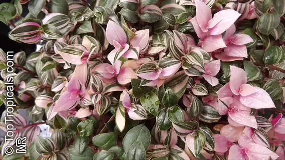 close-up of tradescantia zebrina tricolor pink plant with distinctive pink, green, and white striped leaves