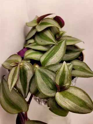 close-up of tradescantia zebrina variegated plant showing green-silver striped leaves with purple undersides