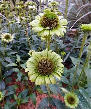 close-up of two green jewel echinacea flowers with dark centers amidst lush green foliage in a garden