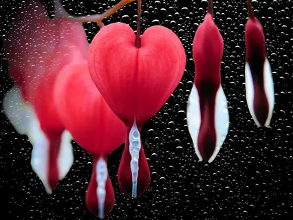 close-up of valentine red bleeding heart flowers with water droplets on dark background