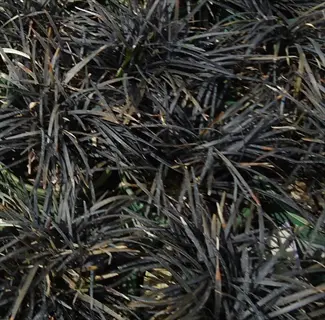 close-up of variegated mondo grass with dark purple-black and green striped foliage