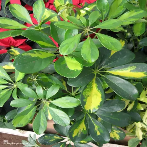 close-up of variegated schefflera plant leaves showing green and yellow foliage patterns