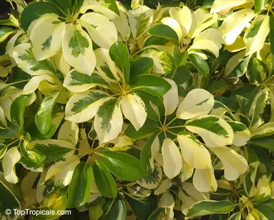 close-up of variegated schefflera trinette foliage showing distinctive green and creamy-white leaf patterns