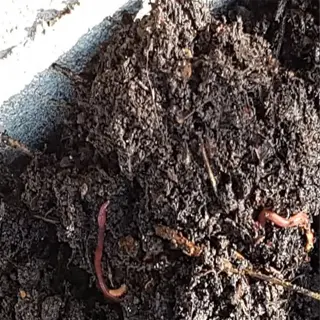 close-up of vermicompost soil amendment with earthworms
