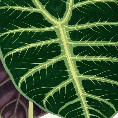 close-up of vibrant alocasia plant leaves showcasing intricate green and yellow vein patterns with partial purple foliage
