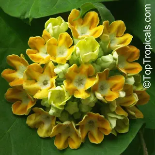 close-up of vibrant bergamot herb flowers (monarda) in a dense spherical cluster. features small yellow tubular blooms with green foliage backdrop. watermarked ©toptropicals.com