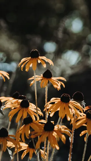 close-up of vibrant black-eyed susan flowers with golden petals and dark centers in a sunlit natural background