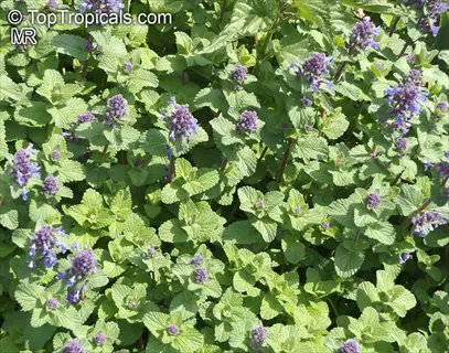 close-up of vibrant catmint (nepeta) flowers blooming among textured green foliage
