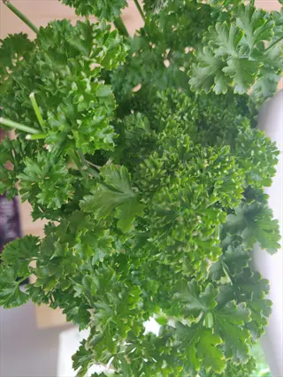 close-up of vibrant curly parsley leaves with tightly coiled bright green foliage, indoors under bright lighting, filling the frame