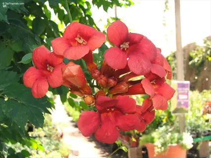 close-up of vibrant dark red trumpet vine flowers blooming in a sunlit garden nursery
