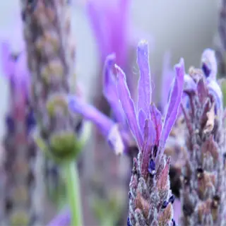 close-up of vibrant french lavender flowers